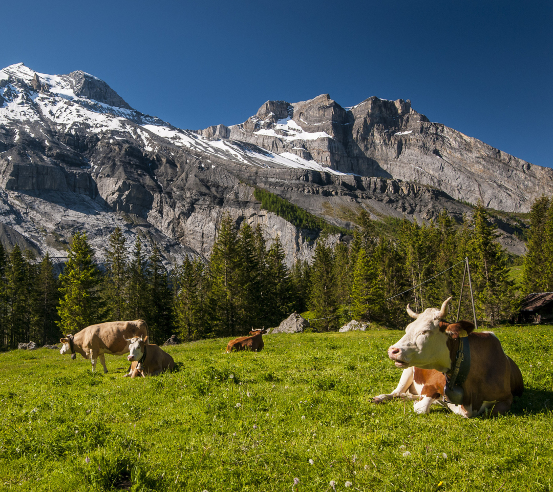 Das Switzerland Mountains And Cows Wallpaper 1080x960