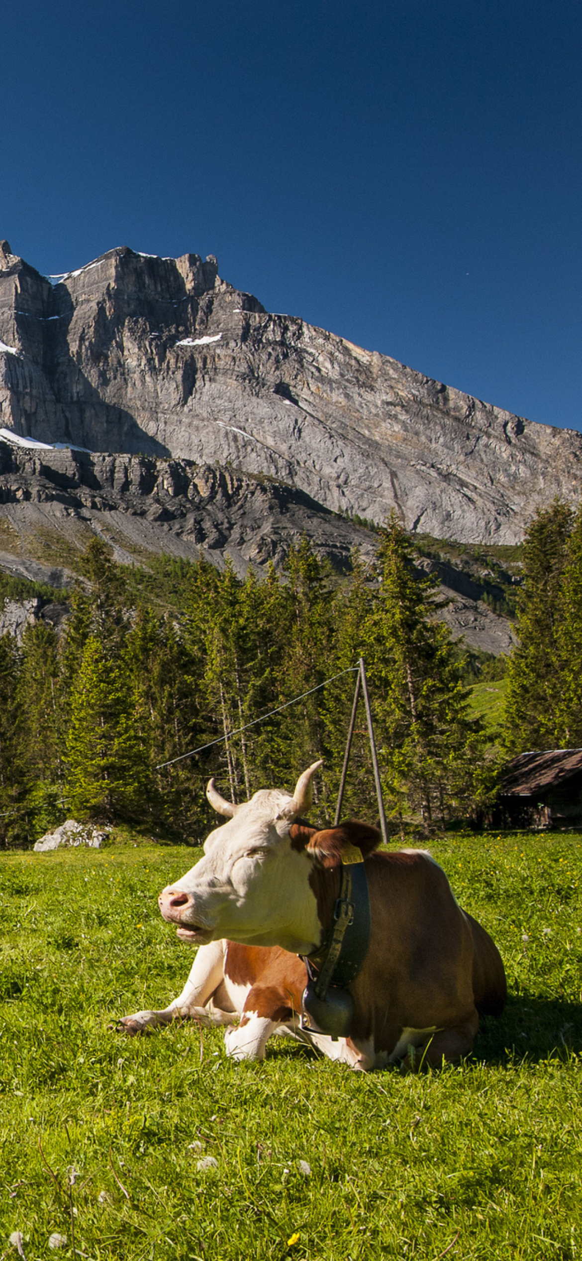 Switzerland Mountains And Cows wallpaper 1170x2532