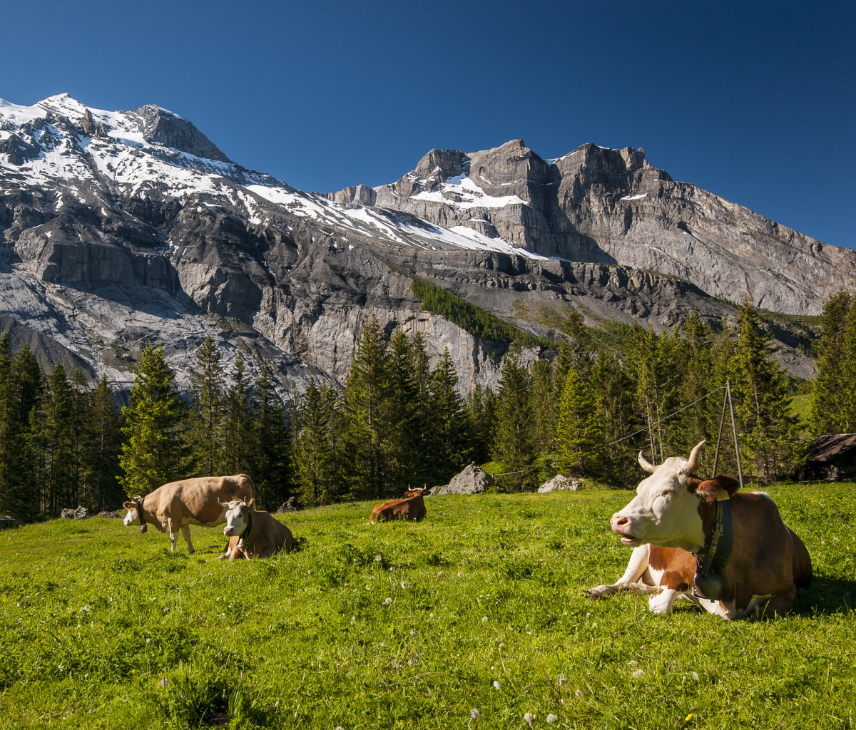 Обои Switzerland Mountains And Cows 1200x1024