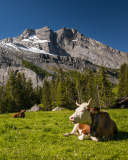 Das Switzerland Mountains And Cows Wallpaper 128x160