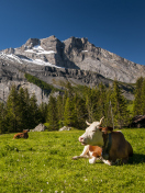 Switzerland Mountains And Cows screenshot #1 132x176