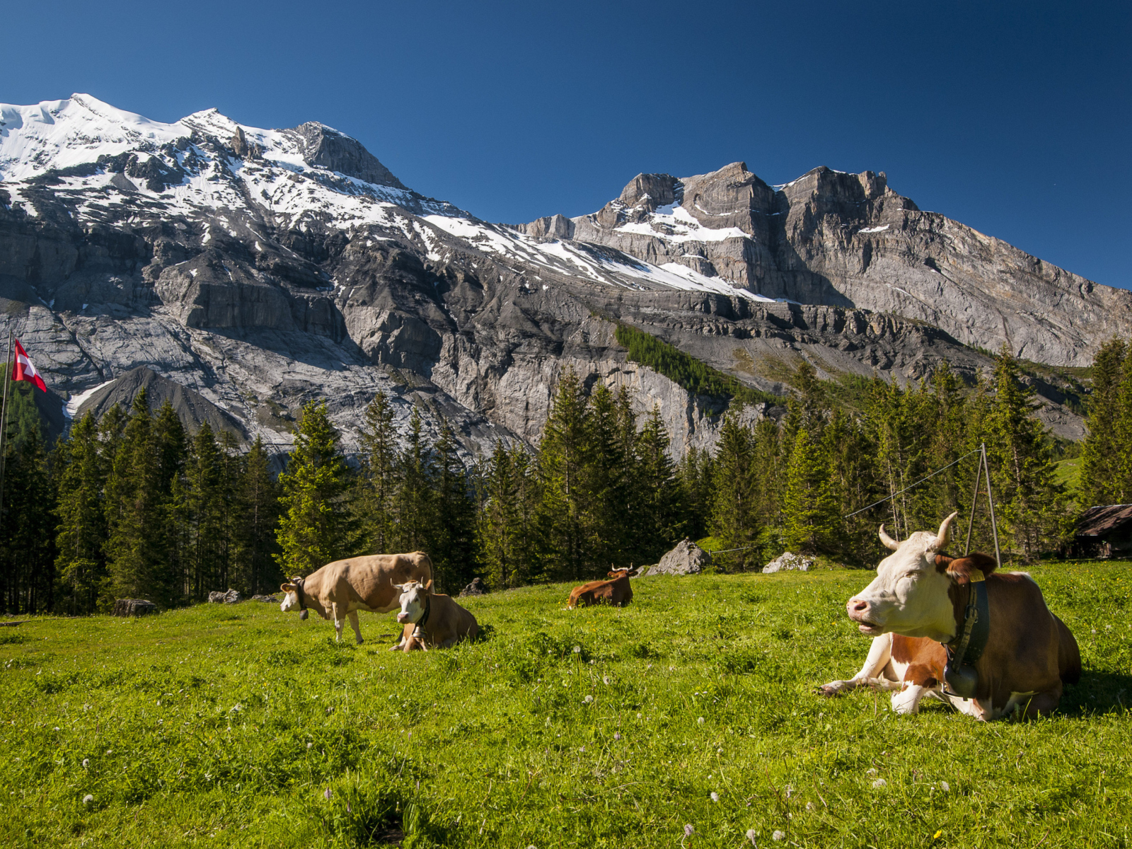 Обои Switzerland Mountains And Cows 1600x1200