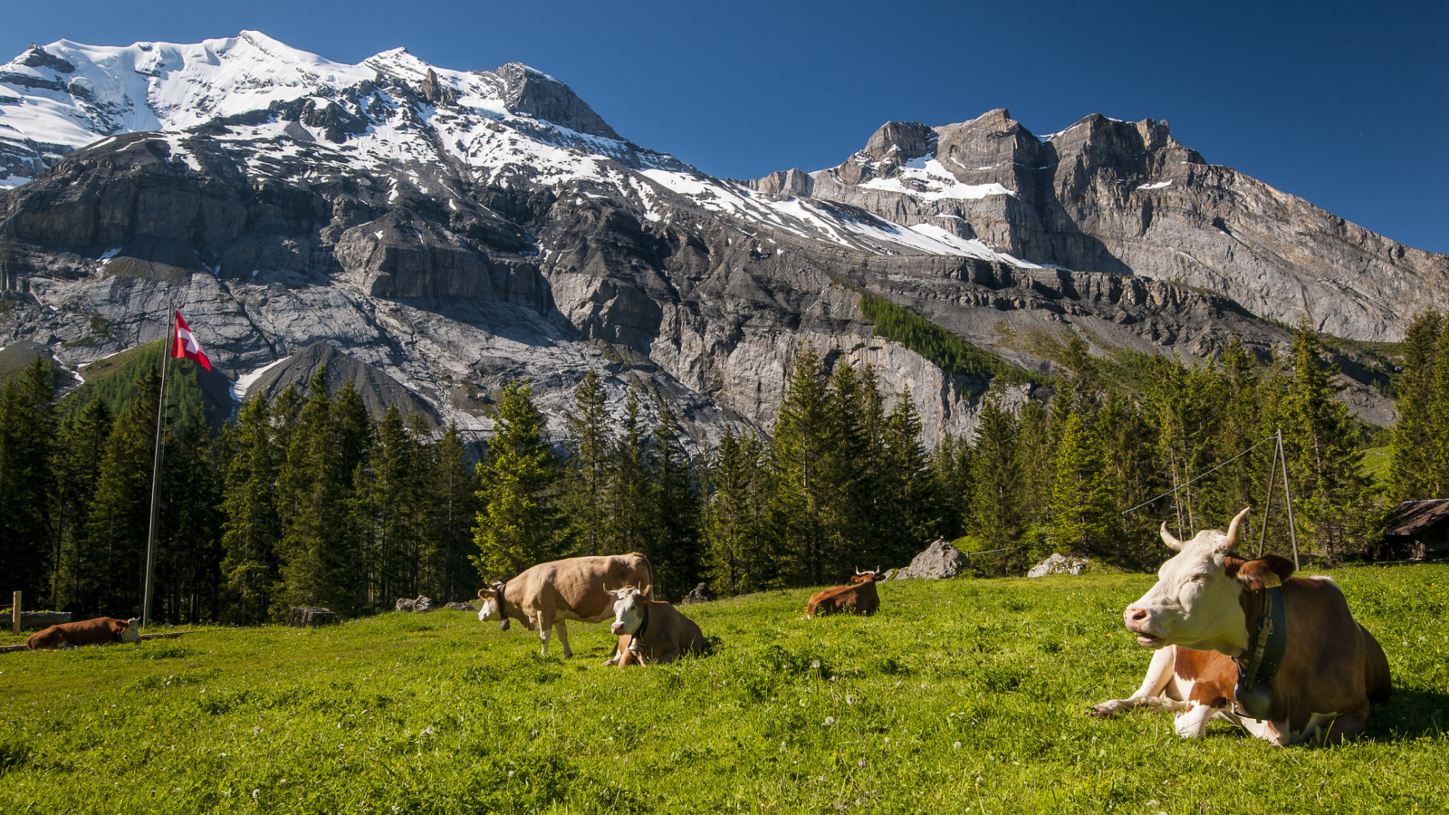 Обои Switzerland Mountains And Cows 1600x900