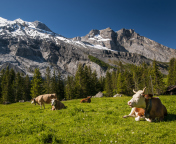 Обои Switzerland Mountains And Cows 176x144