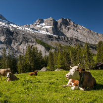Das Switzerland Mountains And Cows Wallpaper 208x208