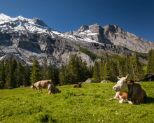 Das Switzerland Mountains And Cows Wallpaper 220x176