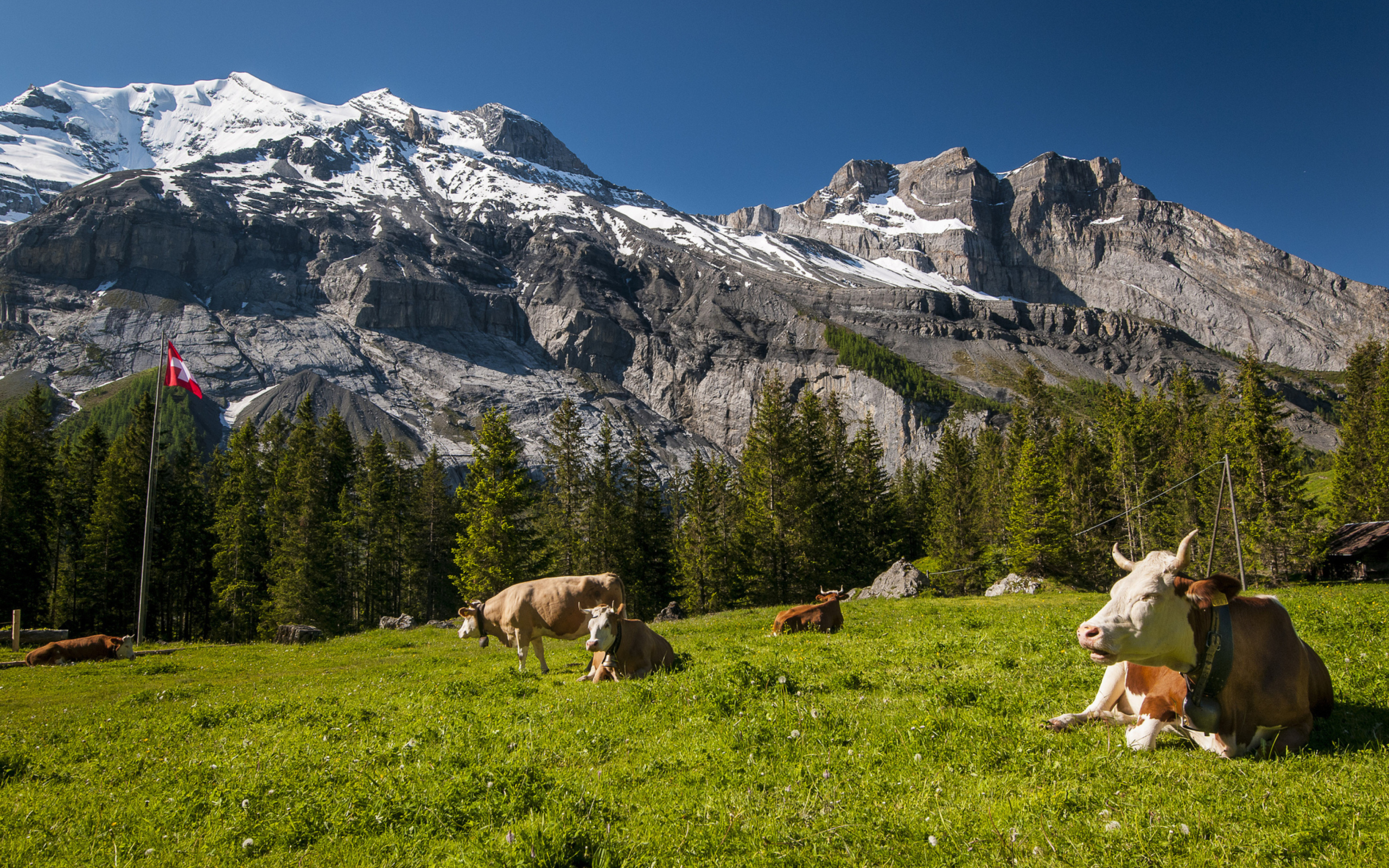Обои Switzerland Mountains And Cows 2560x1600