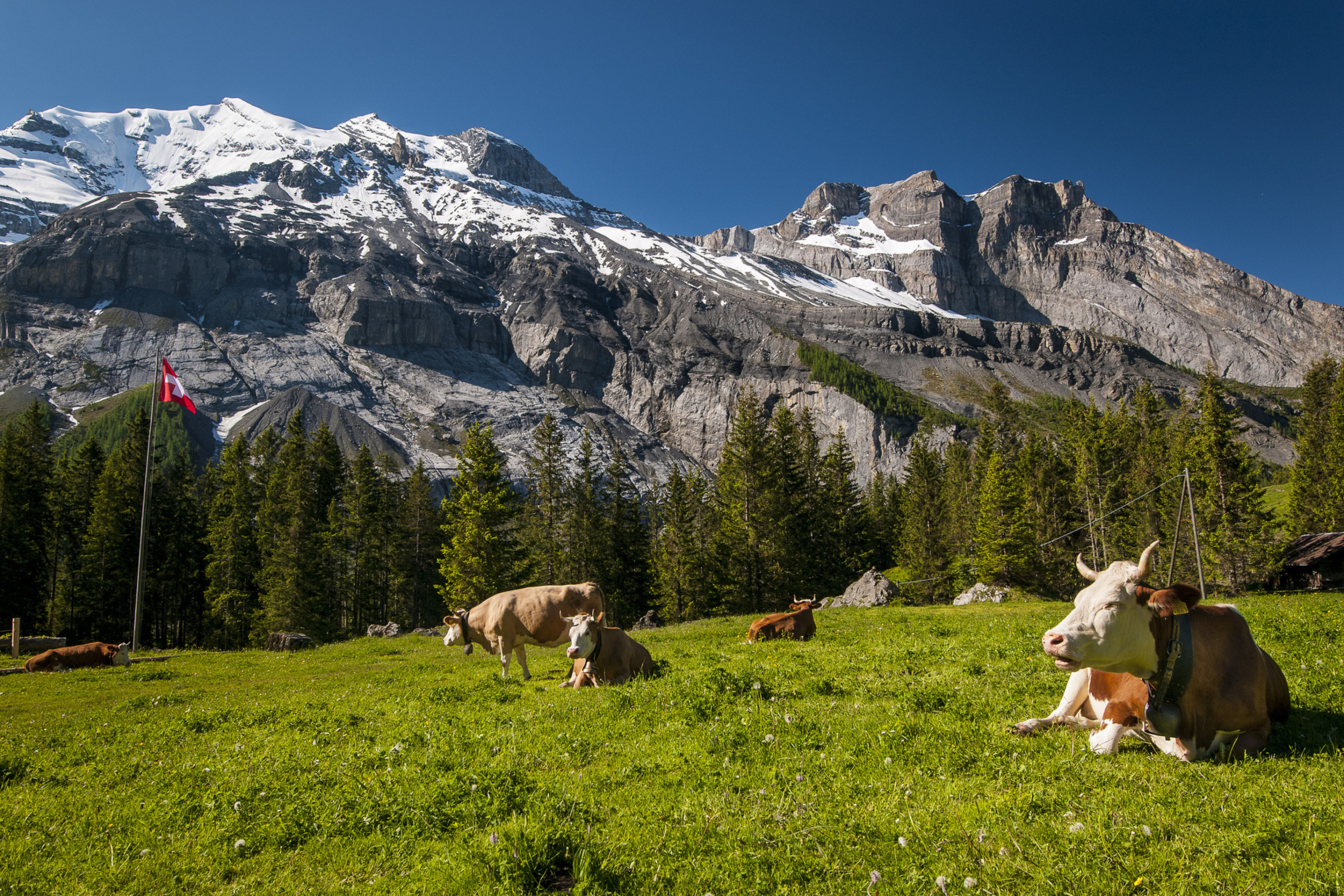 Обои Switzerland Mountains And Cows 2880x1920