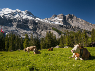 Das Switzerland Mountains And Cows Wallpaper 320x240