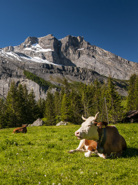 Обои Switzerland Mountains And Cows 480x640
