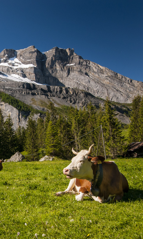 Обои Switzerland Mountains And Cows 480x800