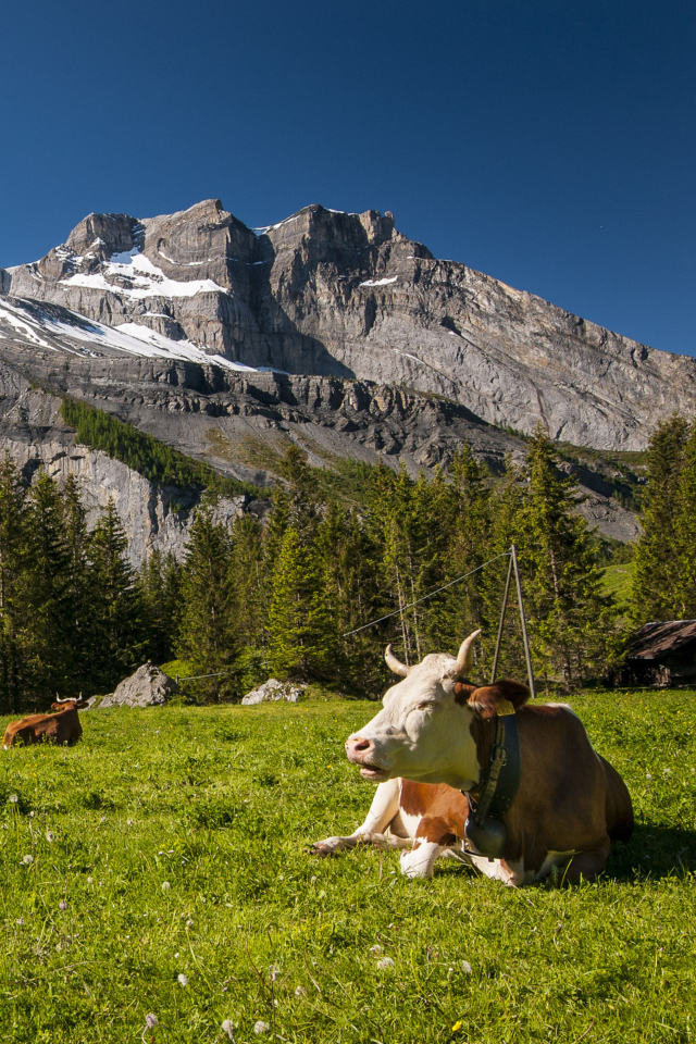 Switzerland Mountains And Cows wallpaper 640x960