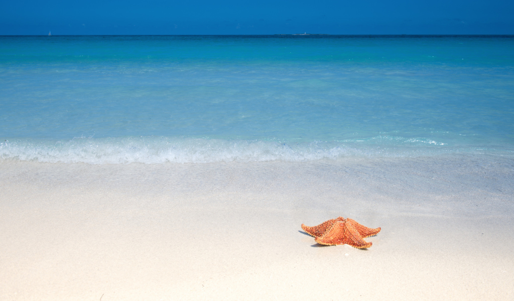 Fondo de pantalla Starfish Sunbathing 1024x600