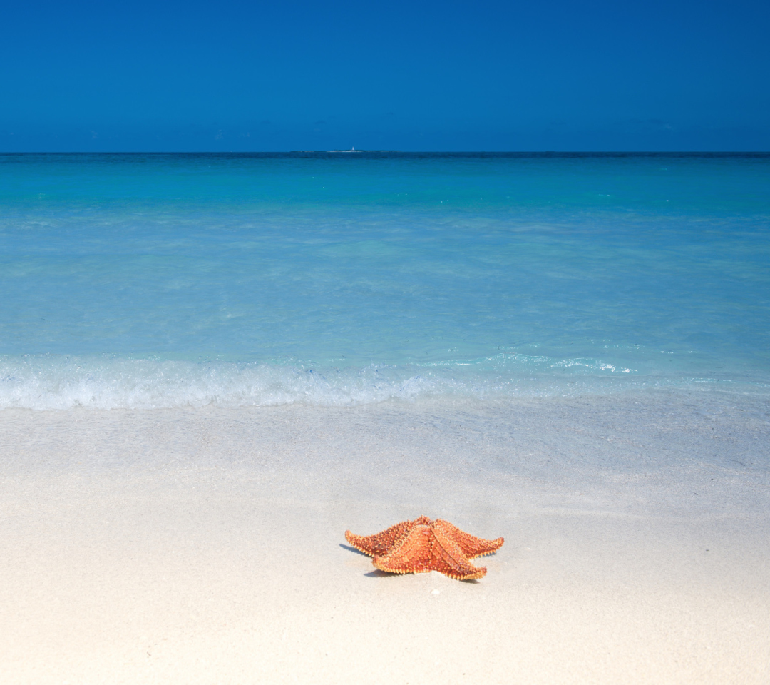 Das Starfish Sunbathing Wallpaper 1080x960