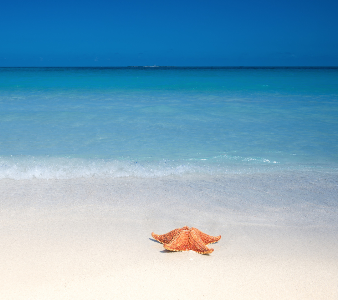 Обои Starfish Sunbathing 1080x960