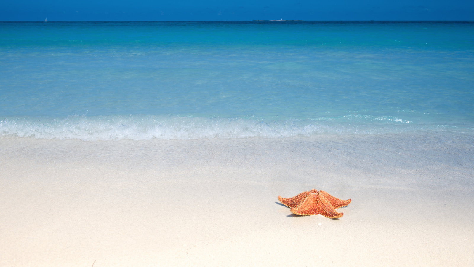 Starfish Sunbathing wallpaper 1600x900