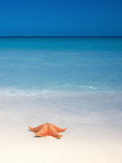 Sfondi Starfish Sunbathing 240x320