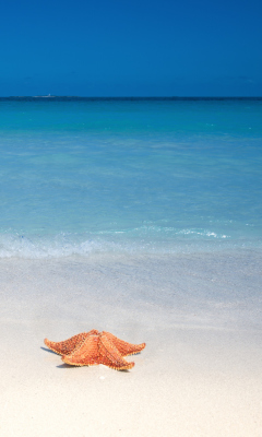 Das Starfish Sunbathing Wallpaper 240x400