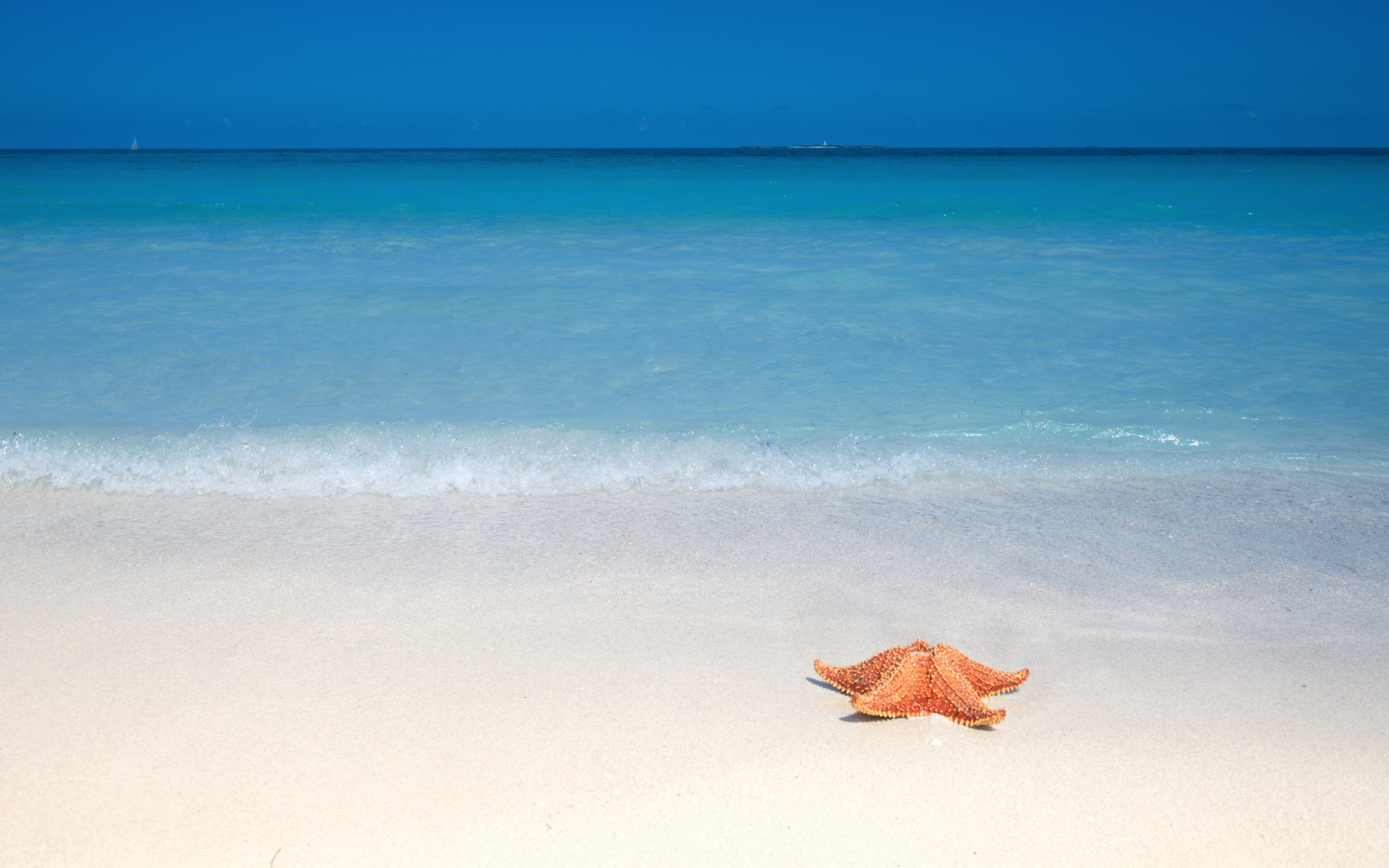 Starfish Sunbathing wallpaper 2560x1600