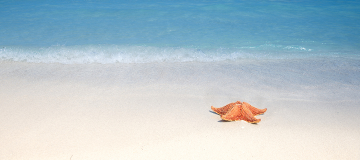 Starfish Sunbathing wallpaper 720x320