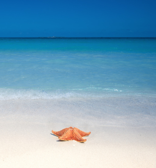 Kostenloses Starfish Sunbathing Wallpaper für iPad mini