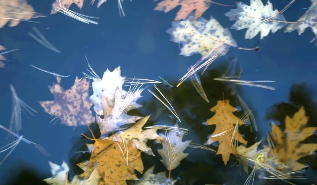 Leaves In Water screenshot #1 1024x600