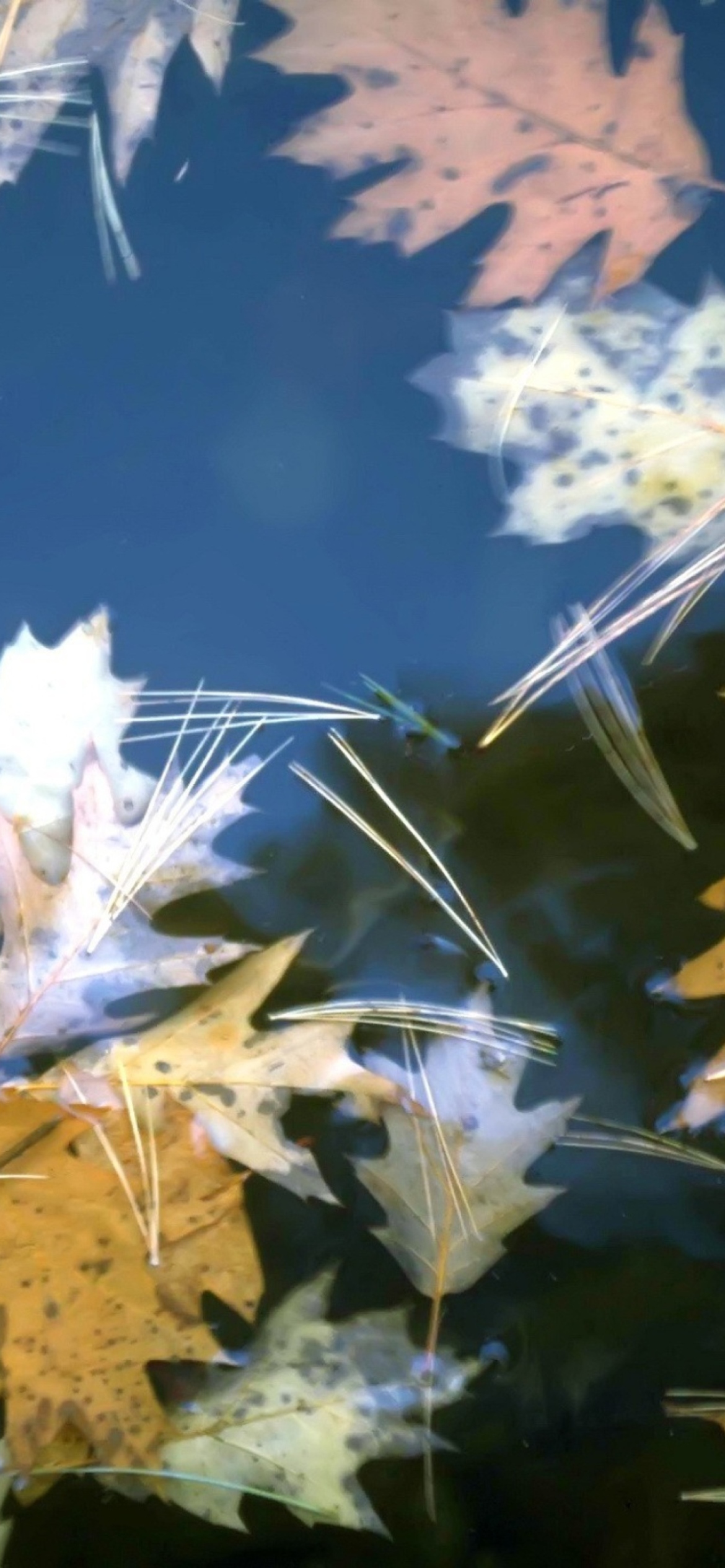 Fondo de pantalla Leaves In Water 1170x2532