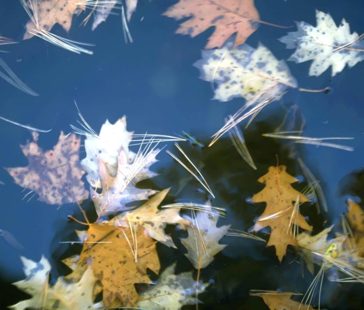 Leaves In Water wallpaper 1200x1024