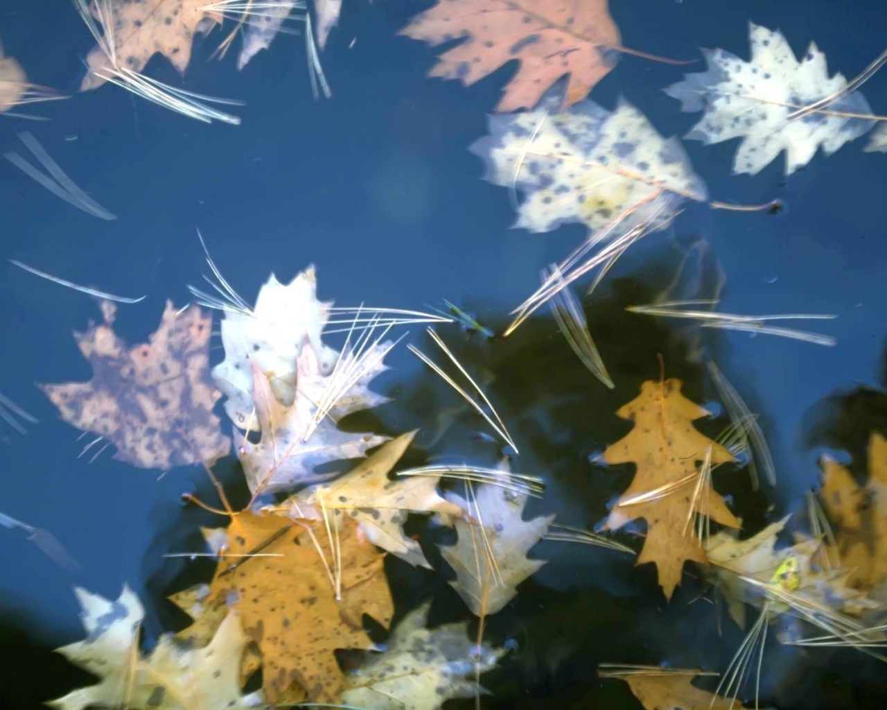 Das Leaves In Water Wallpaper 1280x1024