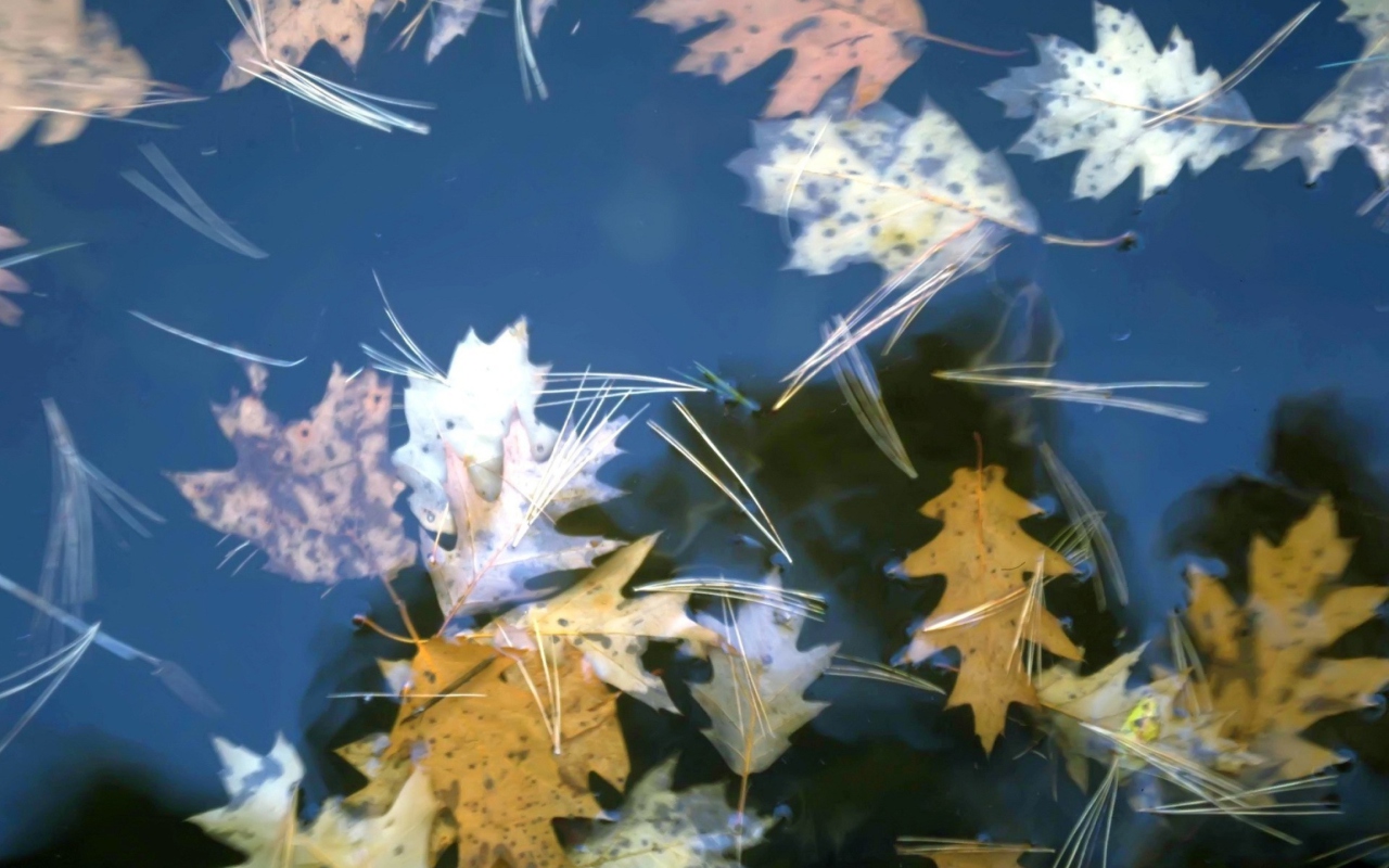 Sfondi Leaves In Water 1280x800