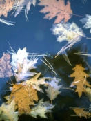 Fondo de pantalla Leaves In Water 132x176