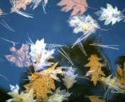 Sfondi Leaves In Water 176x144