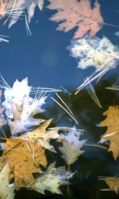 Fondo de pantalla Leaves In Water 240x400
