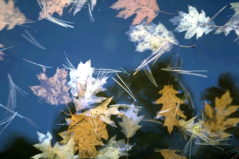 Sfondi Leaves In Water 480x320