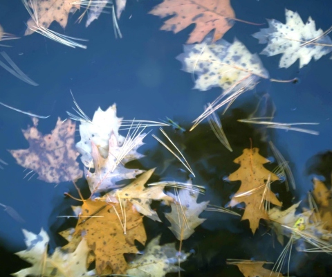 Leaves In Water screenshot #1 480x400