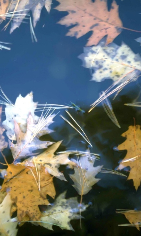 Fondo de pantalla Leaves In Water 480x800