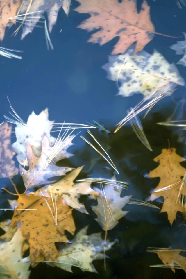 Fondo de pantalla Leaves In Water 640x960