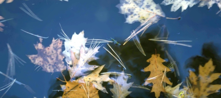 Leaves In Water screenshot #1 720x320
