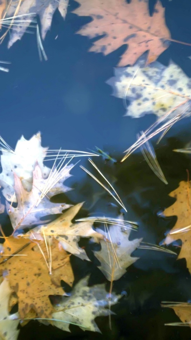 Leaves In Water screenshot #1 750x1334