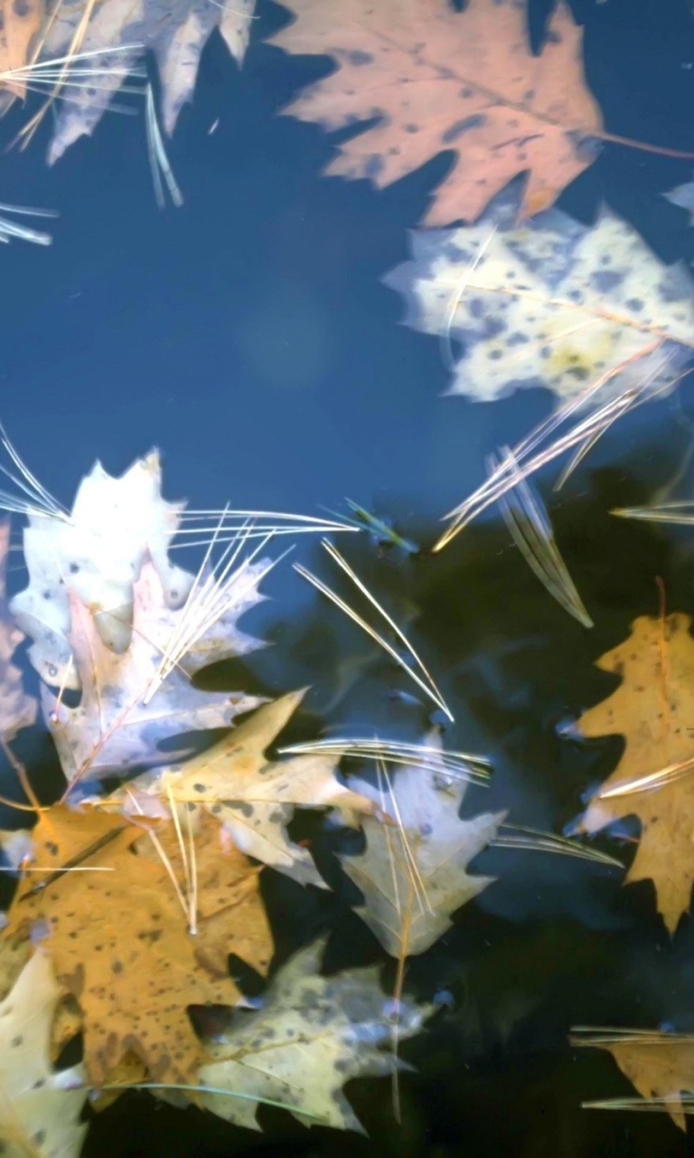 Fondo de pantalla Leaves In Water 768x1280