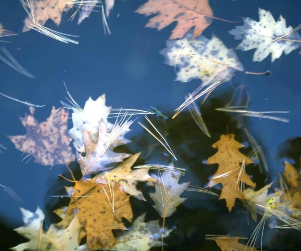 Fondo de pantalla Leaves In Water 960x800