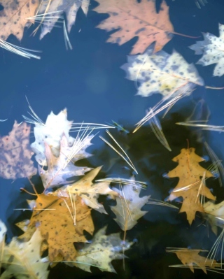 Leaves In Water Background for 240x320