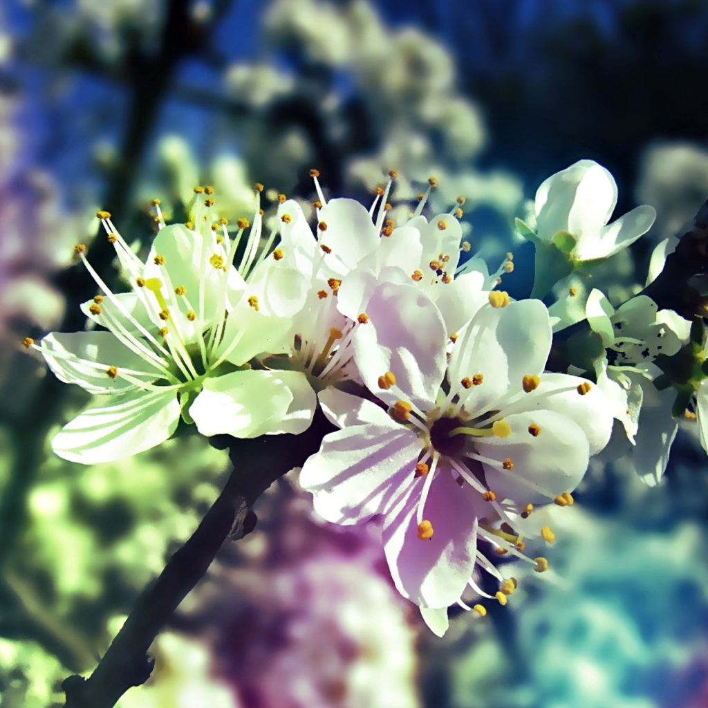 Screenshot №1 pro téma Blooming Cherry Tree 1024x1024