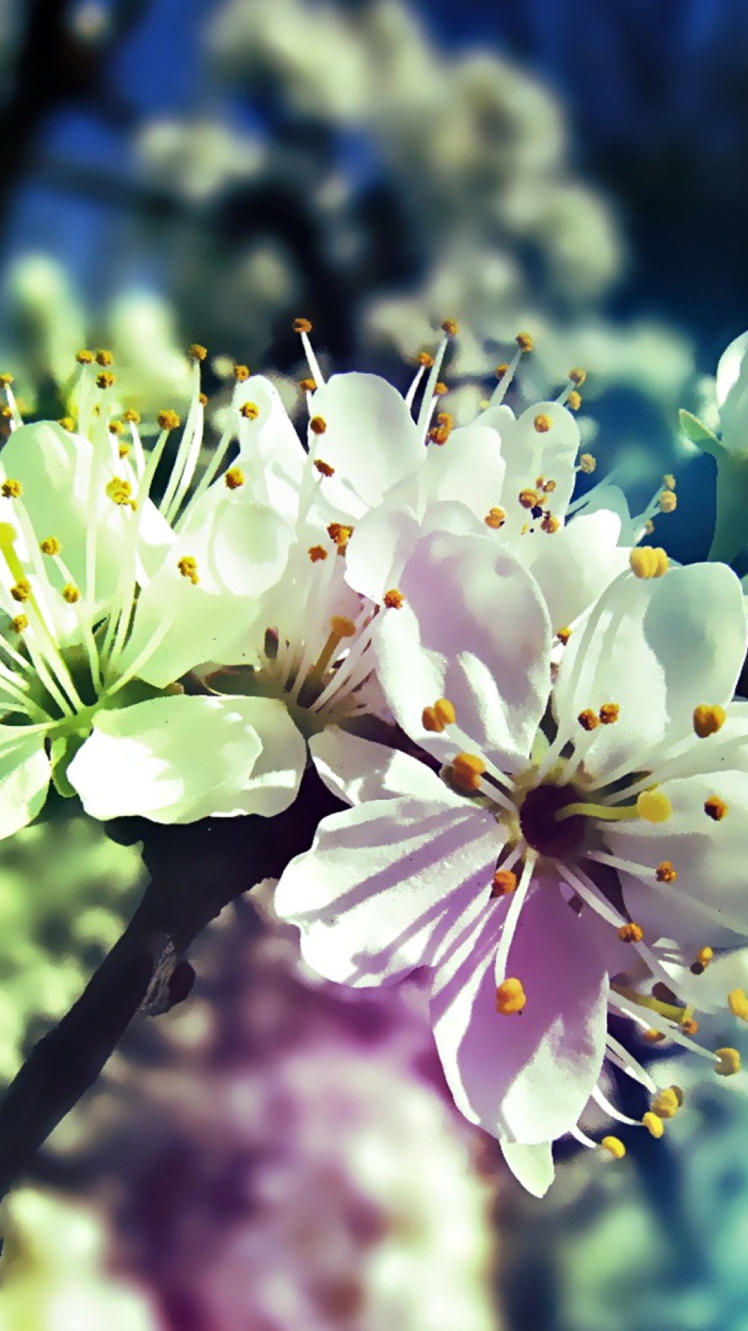 Blooming Cherry Tree screenshot #1 1080x1920