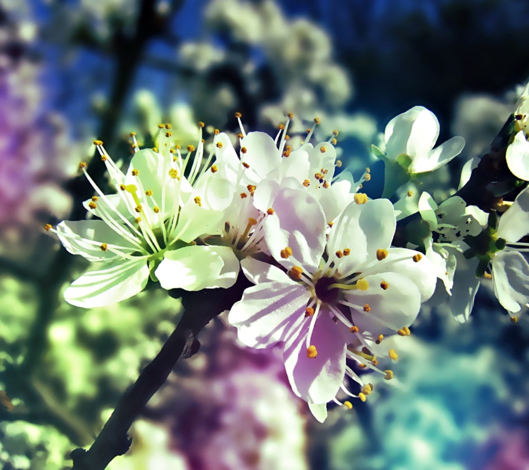 Fondo de pantalla Blooming Cherry Tree 1080x960
