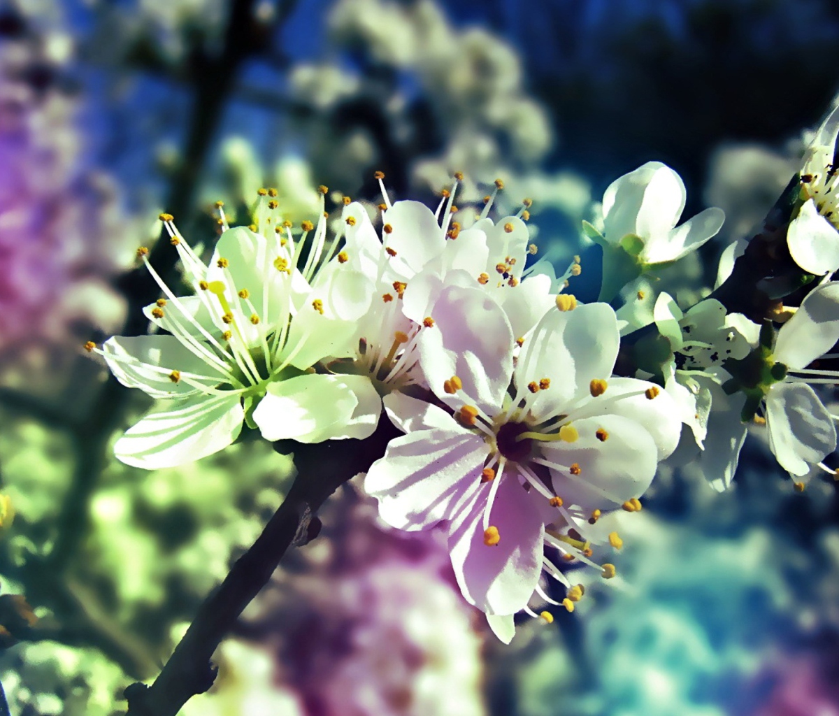 Обои Blooming Cherry Tree 1200x1024