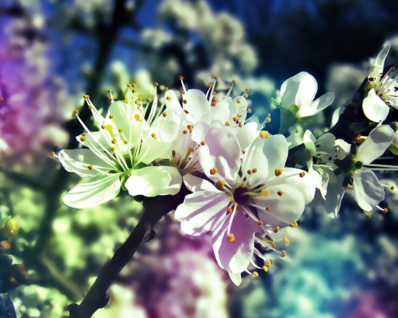 Fondo de pantalla Blooming Cherry Tree 1280x1024