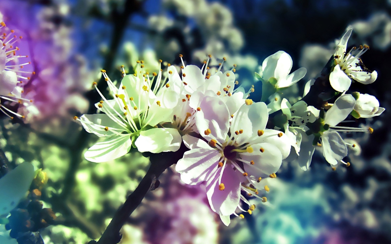 Screenshot №1 pro téma Blooming Cherry Tree 1280x800
