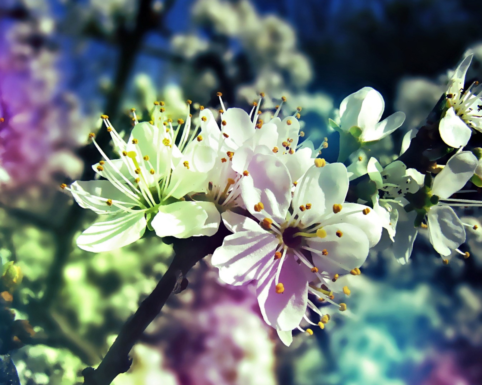 Sfondi Blooming Cherry Tree 1600x1280