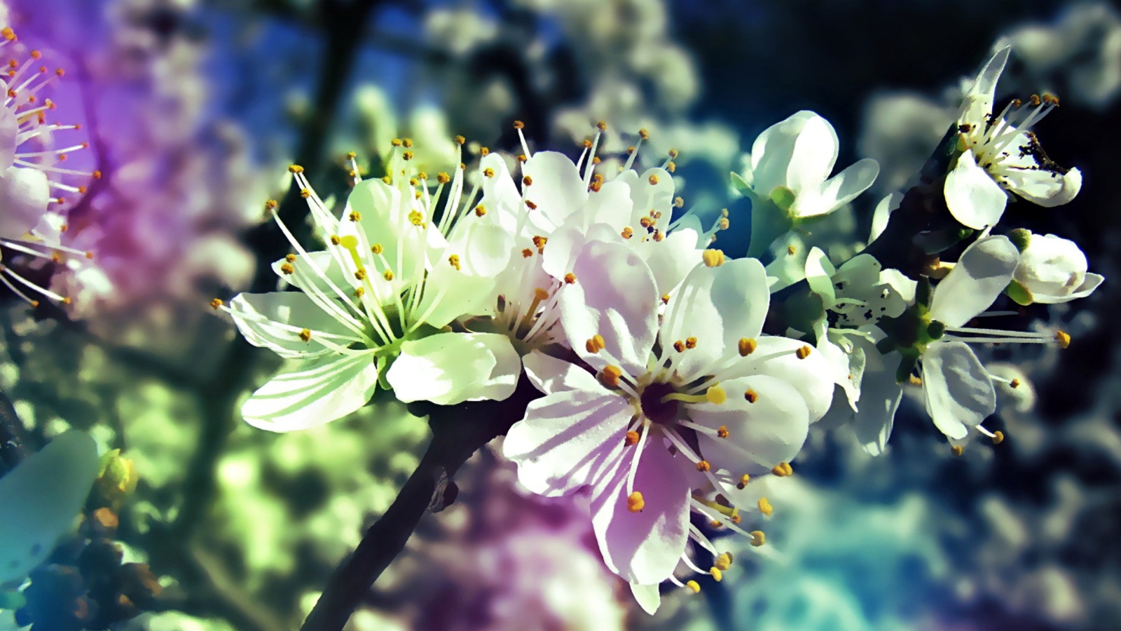Screenshot №1 pro téma Blooming Cherry Tree 1600x900